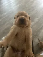 Fox Red Import Uk Hunting Lab Puppies, a male Labrador Retriever for sale in St. Louis, MO – 4 of 8