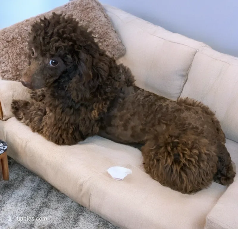 Baxter – Poodle - Toy  puppy for sale in Austin, TX