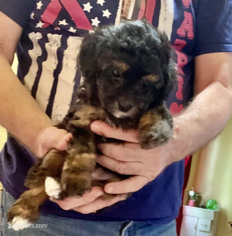 Patrick – Poodle - Toy  puppy for sale in Austin, TX