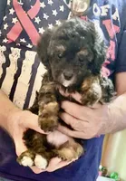 Patrick, a male Poodle - Toy  for sale in Austin, TX – 6 of 7
