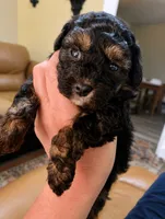 Patrick, a male Poodle - Toy  for sale in Austin, TX – 3 of 3