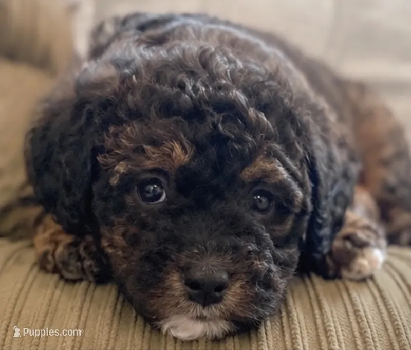 Patrick – Poodle - Toy  puppy for sale in Austin, TX