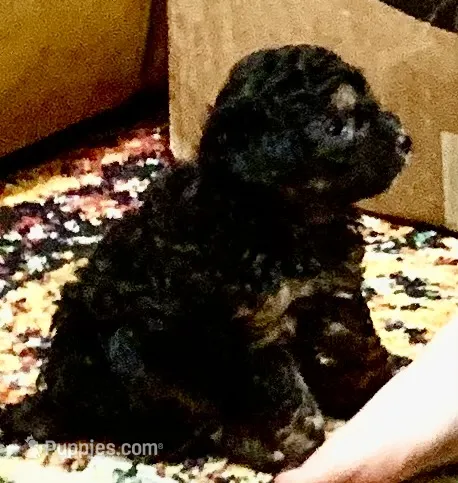 Patrick – Poodle - Toy  puppy for sale in Austin, TX