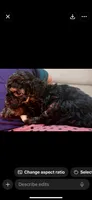 Patrick, a male Poodle - Toy  for sale in Austin, TX – 2 of 7
