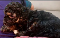 Patrick, a male Poodle - Toy  for sale in Austin, TX – 2 of 3