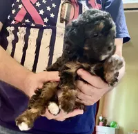 Patrick, a male Poodle - Toy  for sale in Austin, TX – 3 of 7