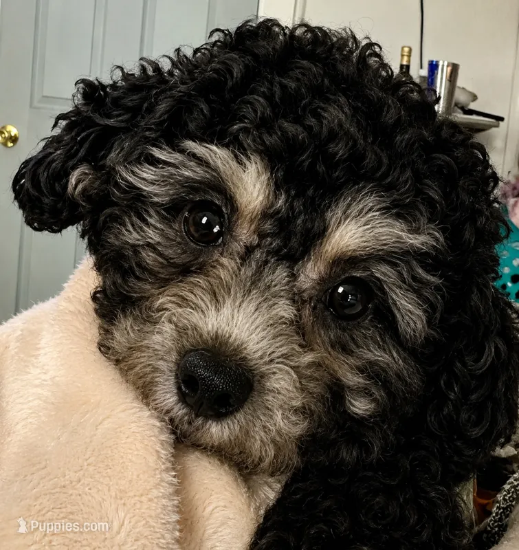 Patrick – Poodle - Toy  puppy for sale in Austin, TX