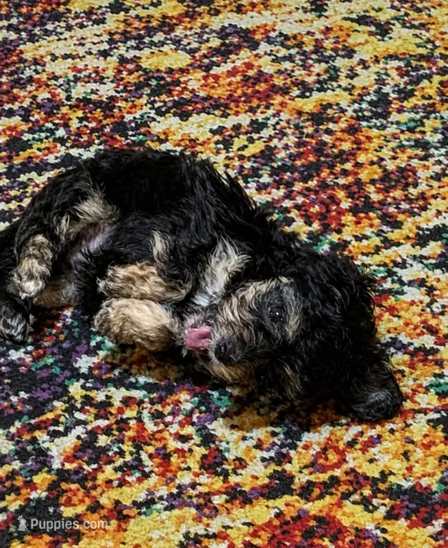 Patrick – Poodle - Toy  puppy for sale in Austin, TX