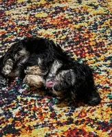 Patrick, a male Poodle - Toy  for sale in Austin, TX – 1 of 3