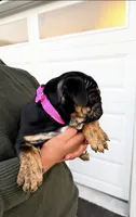 Tiffany, a female English Bulldog for sale in Rohnert Park, CA – 6 of 6