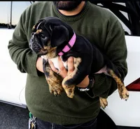 Tiffany, a female English Bulldog for sale in Rohnert Park, CA – 3 of 6