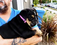 Tiffany, a female English Bulldog for sale in Rohnert Park, CA – 4 of 6
