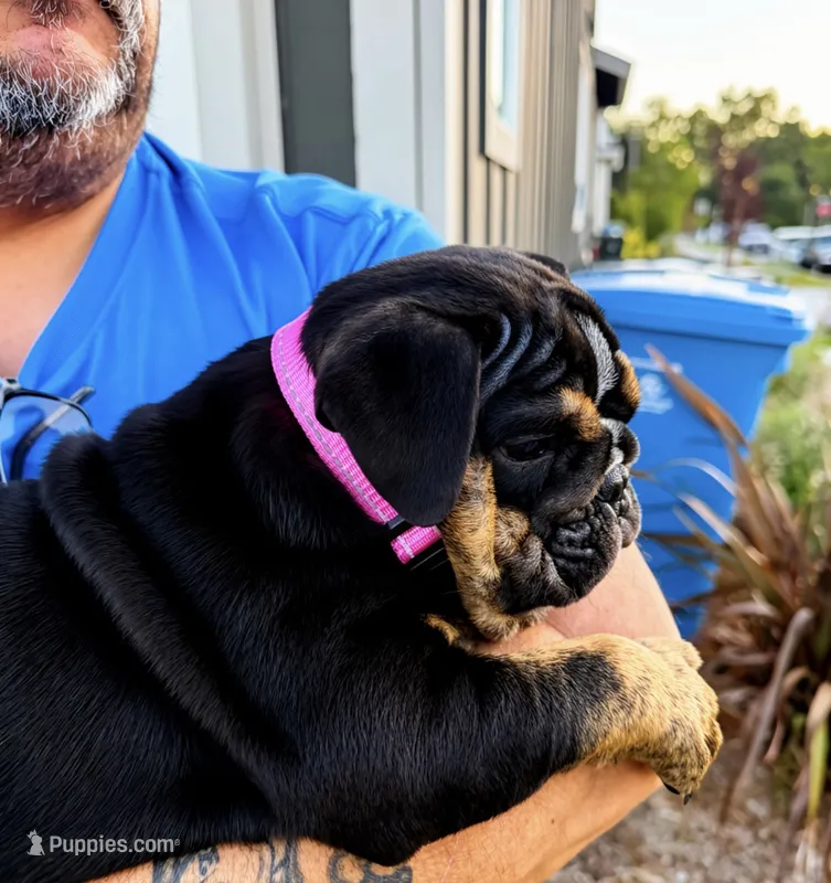 Tiffany – English Bulldog puppy for sale in Rohnert Park, CA