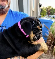 Tiffany, a female English Bulldog for sale in Rohnert Park, CA – 1 of 6