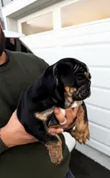 Tiffany, a female English Bulldog for sale in Rohnert Park, CA – 2 of 6