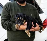 Tiffany, a female English Bulldog for sale in Rohnert Park, CA – 5 of 6