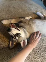 Tater Tot, a male German Shepherd Dog and Alaskan Husky for sale in North Highlands, CA – 5 of 10