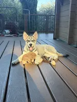 Tater Tot, a male German Shepherd Dog and Alaskan Husky for sale in North Highlands, CA – 6 of 10