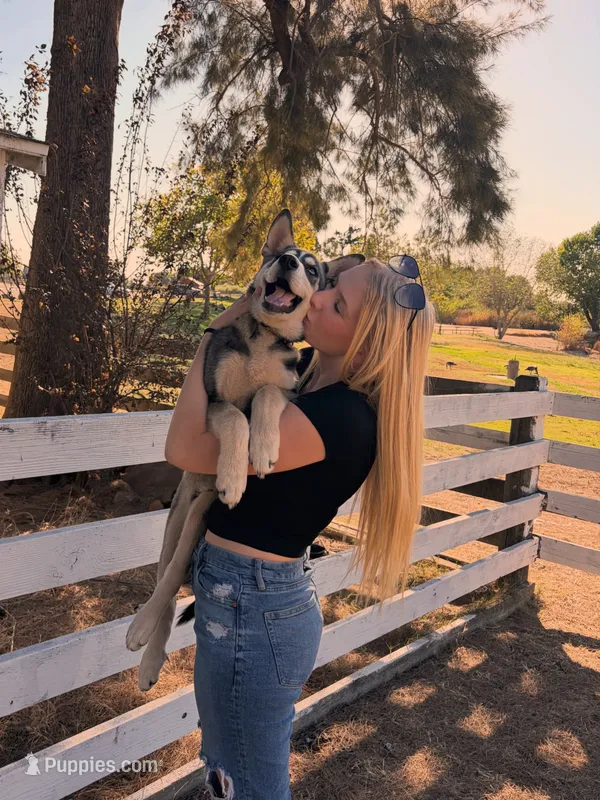 Tater Tot – German Shepherd Dog, Alaskan Husky puppy for sale in North Highlands, CA