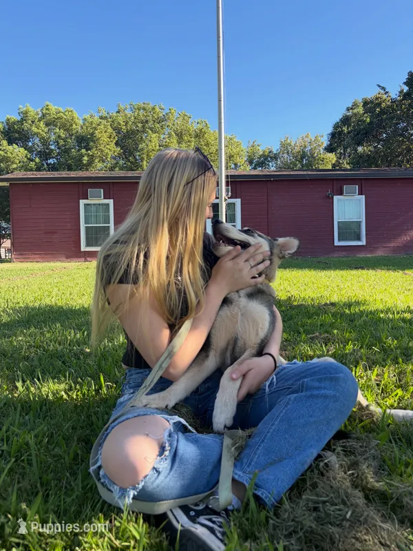 Tater Tot – German Shepherd Dog, Alaskan Husky puppy for sale in North Highlands, CA