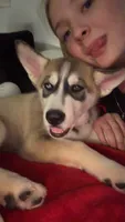 Tater Tot, a male German Shepherd Dog and Alaskan Husky for sale in North Highlands, CA – 4 of 10