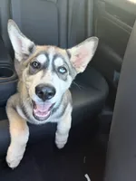 Tater Tot, a male German Shepherd Dog and Alaskan Husky for sale in North Highlands, CA – 3 of 10