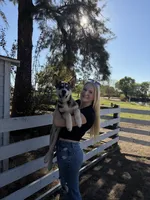 Tater Tot, a male German Shepherd Dog and Alaskan Husky for sale in North Highlands, CA – 7 of 10