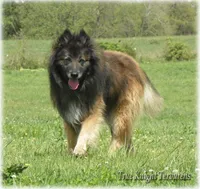 2027 Brown Girl T, a female Belgian Tervuren for sale in Springfield, MO – 5 of 7