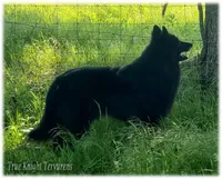 2027 Black Girl T, a  Belgian Shepherd Dog for sale in Springfield, MO – 7 of 9