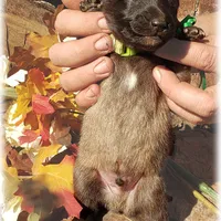 Ninja Green boy, a male Belgian Tervuren for sale in Springfield, MO – Photo 7 of 7