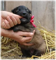 2027 Brown Girl S, a  Belgian Shepherd Dog for sale in Springfield, MO – 3 of 7