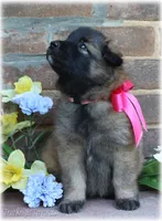 2027 Brown Girl T, a female Belgian Tervuren for sale in Springfield, MO – 2 of 7