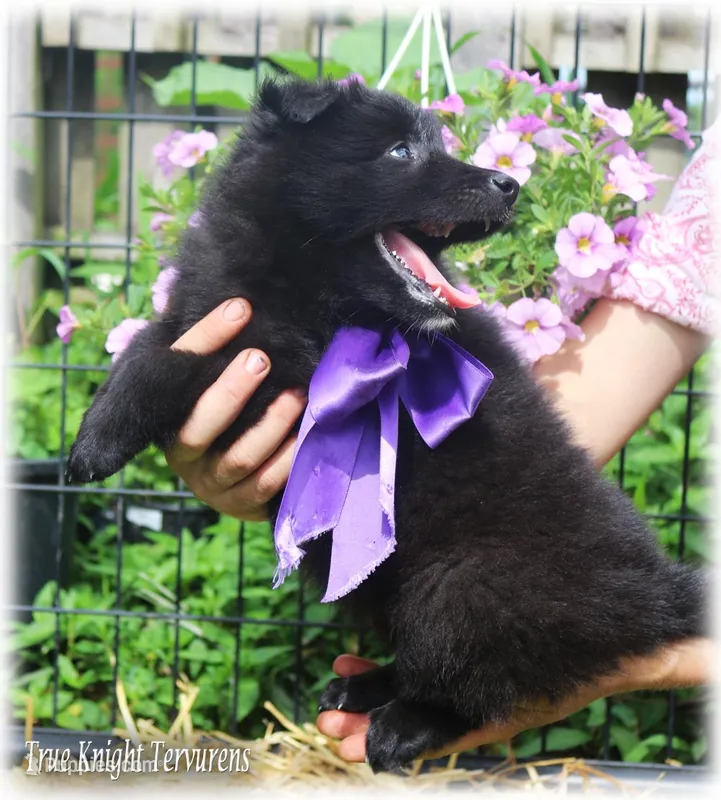 2027 Black Girl T – Belgian Shepherd Dog puppy for sale in Springfield, MO