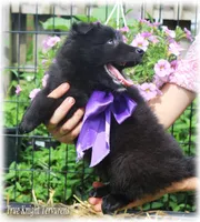 2027 Black Girl T, a  Belgian Shepherd Dog for sale in Springfield, MO – 1 of 9