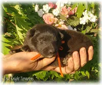 Rebel Orange Boy S, a male Belgian Shepherd Dog for sale in Springfield, MO – 4 of 9
