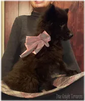 Pink GirlS, a female Belgian Shepherd Dog for sale in Springfield, MO – Photo 3 of 10