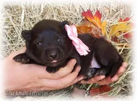 Pink GirlS, a female Belgian Shepherd Dog for sale in Springfield, MO – Photo 6 of 10