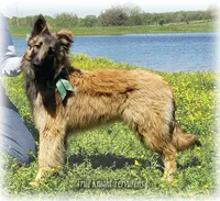 Ninja Green boy S, a male Belgian Shepherd Dog for sale in Springfield, MO – 2 of 10