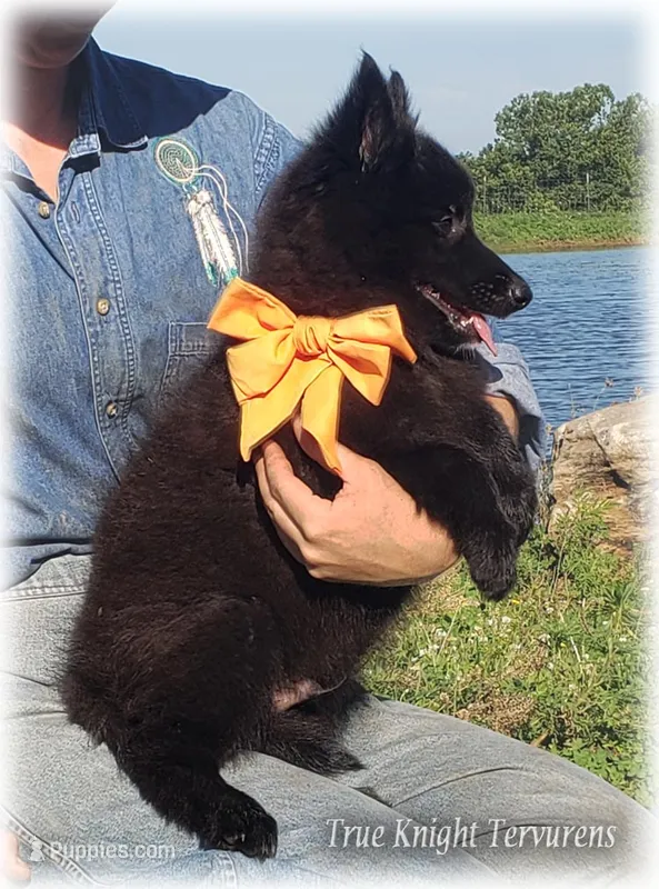 Rebel Orange Boy S – Belgian Shepherd Dog puppy for sale in Springfield, MO