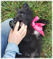 Rebel Black Girl S, a female Belgian Tervuren for sale in Springfield, MO – Photo 6 of 10