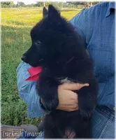 Rebel Black Girl S, a female Belgian Tervuren for sale in Springfield, MO – Photo 5 of 10