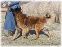 Rebel Black Girl S, a female Belgian Tervuren for sale in Springfield, MO – Photo 9 of 10