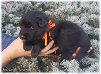 Sparky Orange T, a male Belgian Tervuren for sale in Springfield, MO – Photo 9 of 9