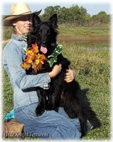 Sparky Orange T, a male Belgian Tervuren for sale in Springfield, MO – Photo 1 of 9