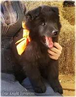 Sparky Orange T, a male Belgian Tervuren for sale in Springfield, MO – Photo 5 of 9