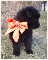 Sparky Orange T, a male Belgian Tervuren for sale in Springfield, MO – Photo 7 of 9