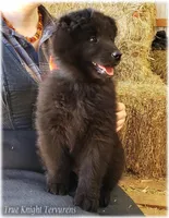 Sparky Orange T, a male Belgian Tervuren for sale in Springfield, MO – Photo 6 of 9