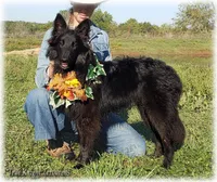 Sparky Orange T, a male Belgian Tervuren for sale in Springfield, MO – Photo 3 of 9