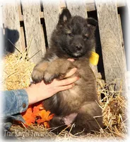 Rebel Yellow boy T, a male Belgian Tervuren for sale in Springfield, MO – Photo 1 of 5