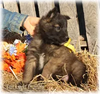 Rebel Yellow boy T, a male Belgian Tervuren for sale in Springfield, MO – Photo 3 of 5